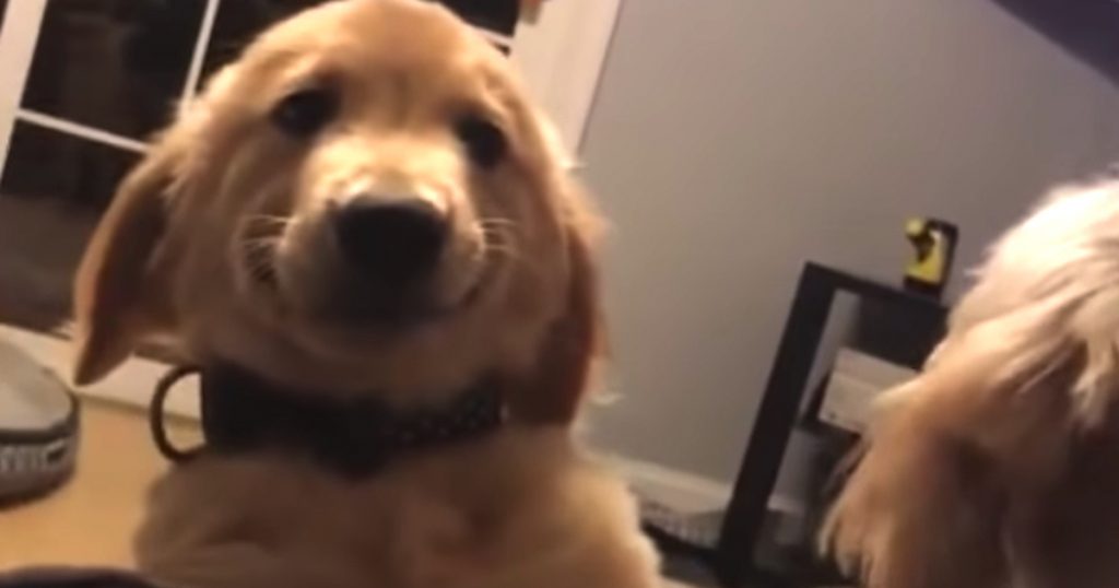 Dog Hilariously Deals With Puppy Sibling Who Keeps Barking In His Face