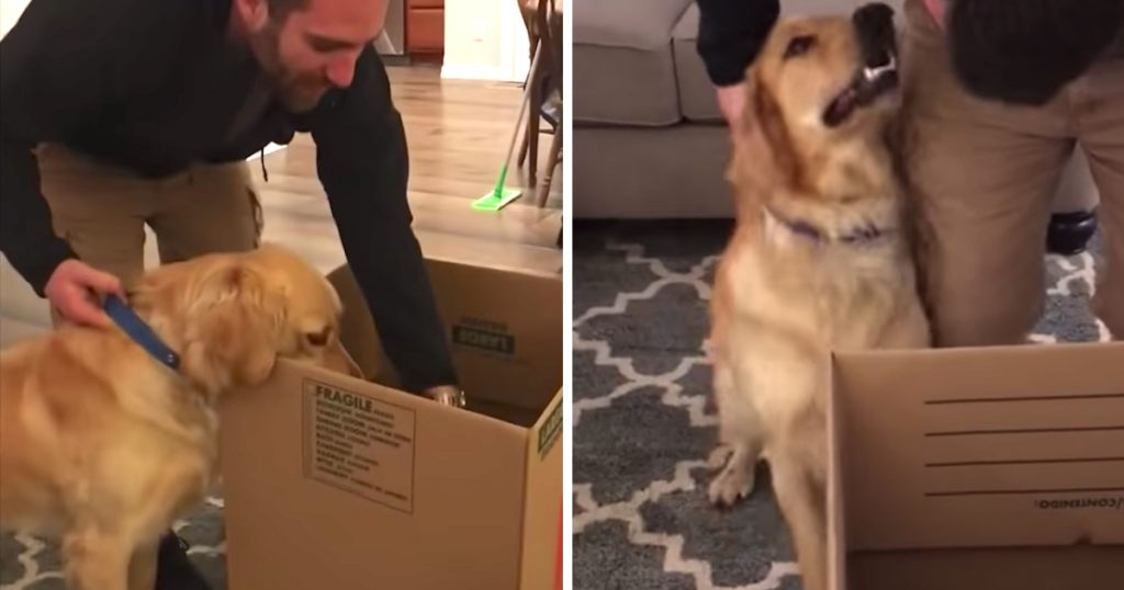 The Dog’s The Most Excited One In The House When Family Gets A New Puppy