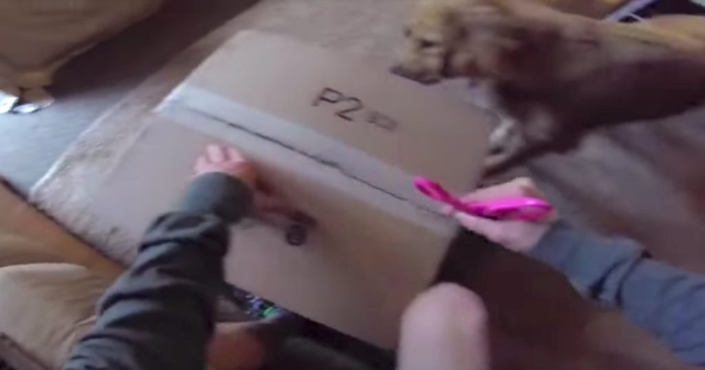 Dad Opens Box For Pup’s First Ever Dog Bed, And Harper Can’t Wait