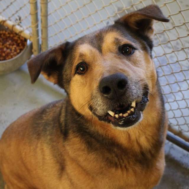 Dog’s So Happy To Be In A Home After 2,381 Days In The Shelter