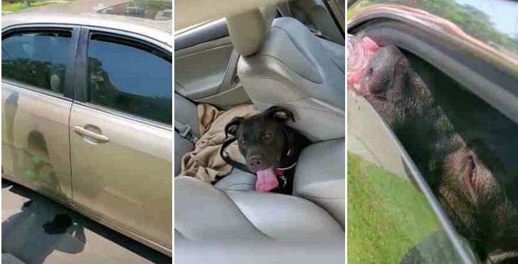 Veteran Sees Puppy In Hot Car And Breaks The Law To Save Him