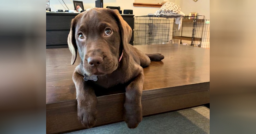 dog playing jenga