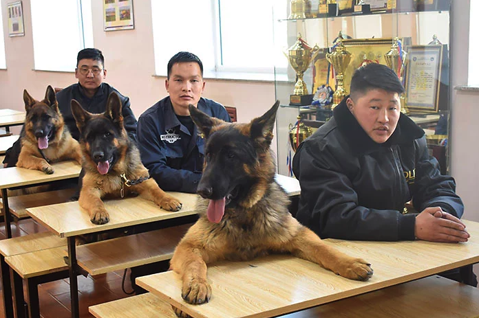 20 Good Dogs Who Have Jobs And Work For A Living