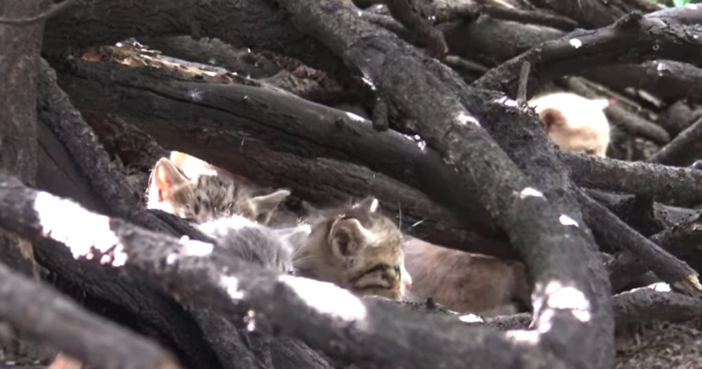 LAPD Deputy Knew Who To Call About Some Kittens In A Bush Near The Freeway