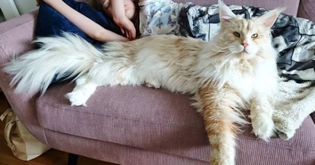 Lotus The Maine Coon Is One Big Floofball Of A Kitty