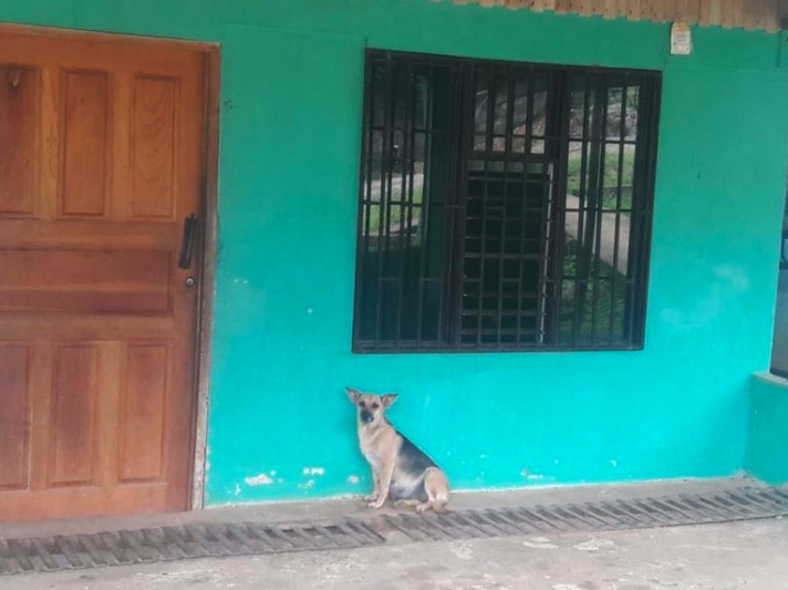 Pregnant Dog Waits By The Door For Her Family To Return, But They Moved Away