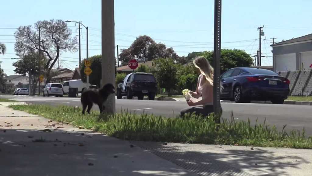 Rescuers Follow Scared Stray, And She Keeps Going Back To The Same Spot