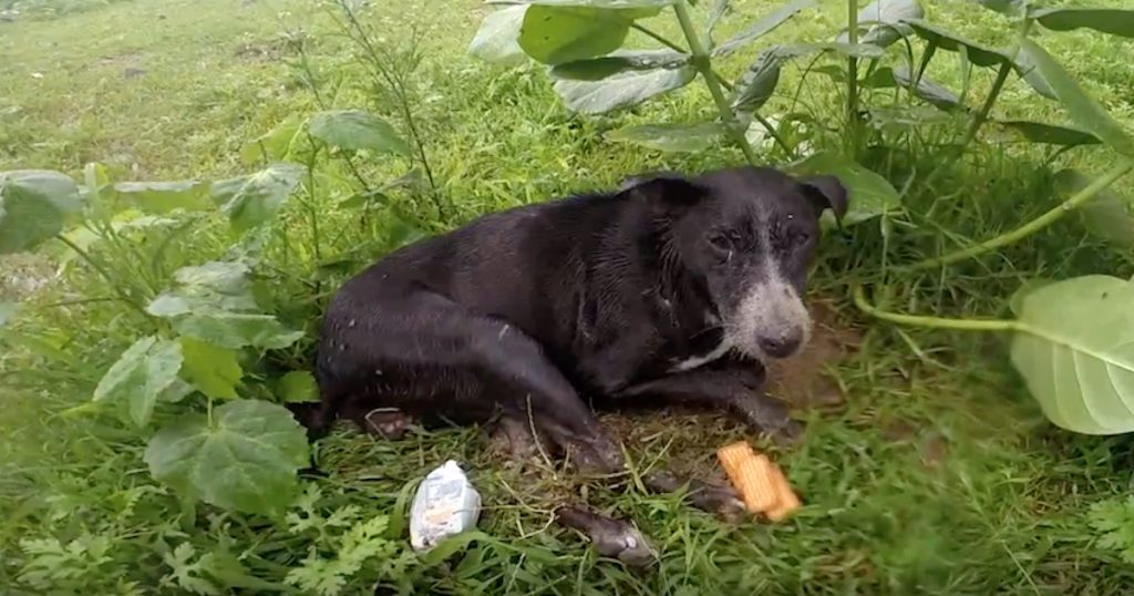 Dog Too Sick To Cry For Help Feels Love For The First Time When Rescuers Approach