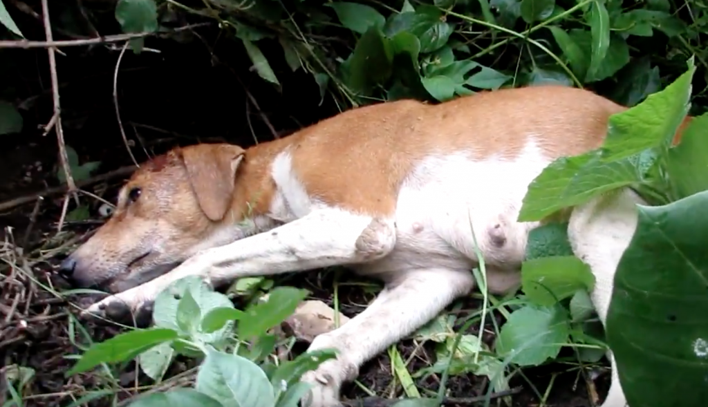 Dog Found In Bushes Can’t Stand Up For Her Rescuers