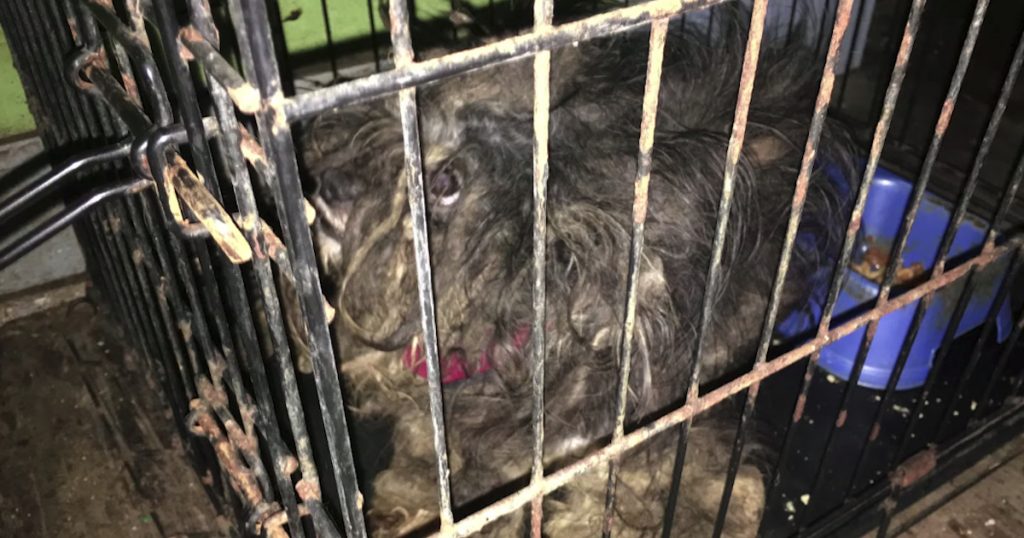 Matted Dog Found Locked In A Small Crate Gets A New Look And New Life
