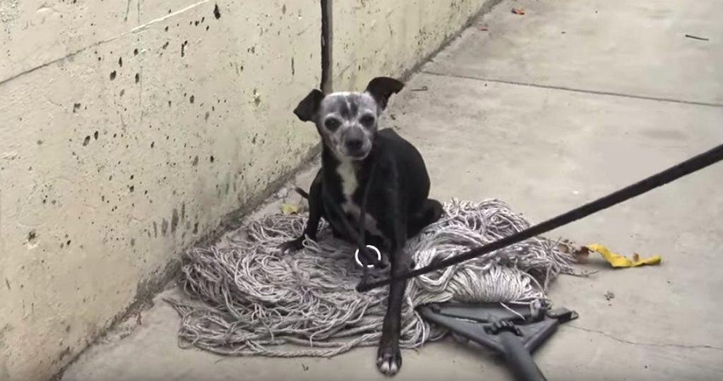 Rescuers Sneak Up On A Senior Dog Who Found Comfort On An Old Mop