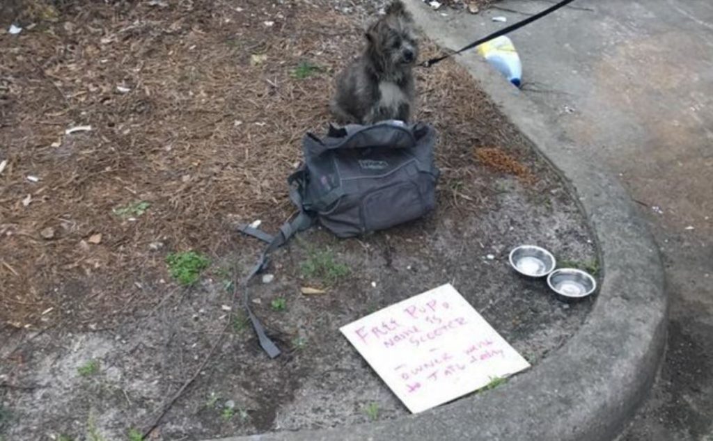 Dog Abandoned Along With Sad Note, But It Wasn’t His Owner Who Dumped Him