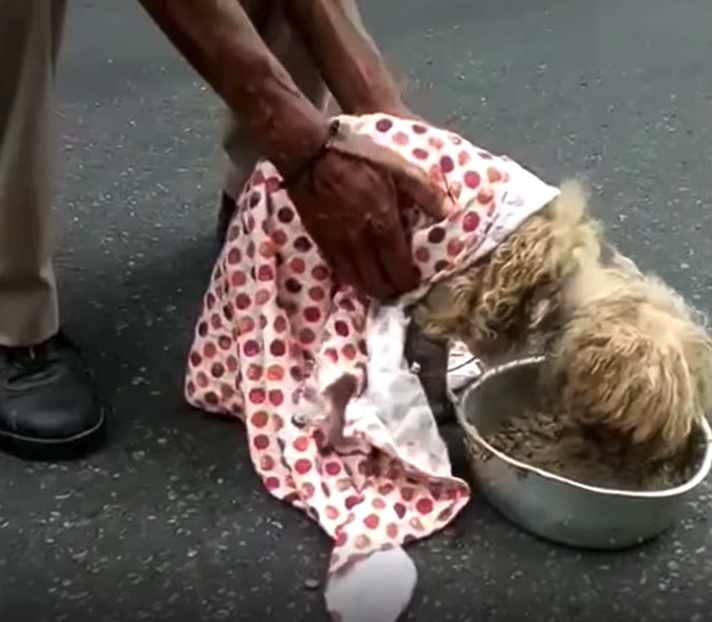 Dogs Take In And ‘Adopt’ A Little One Who Was Down On His Luck