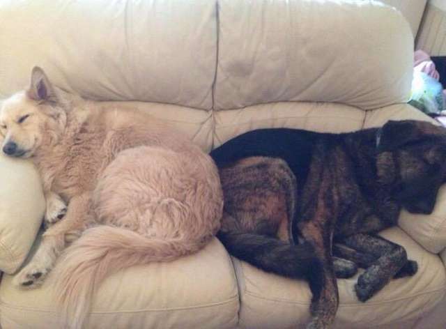 Sad Dog Can’t Stop Snuggling With Pillow Of His Late Brother’s Face