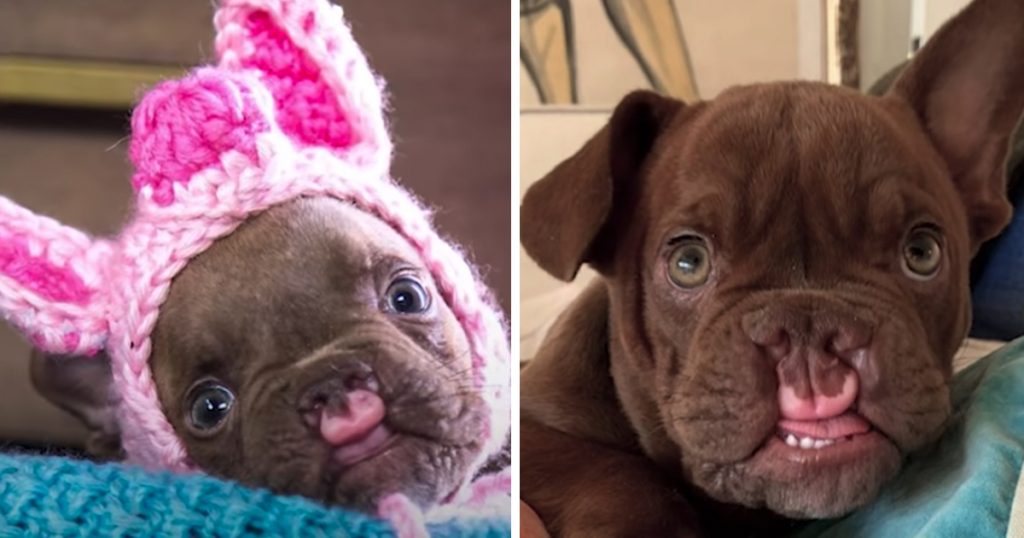 Odd-Looking Puppy Abandoned By Breeder Wonders If He Could Ever Be Loved