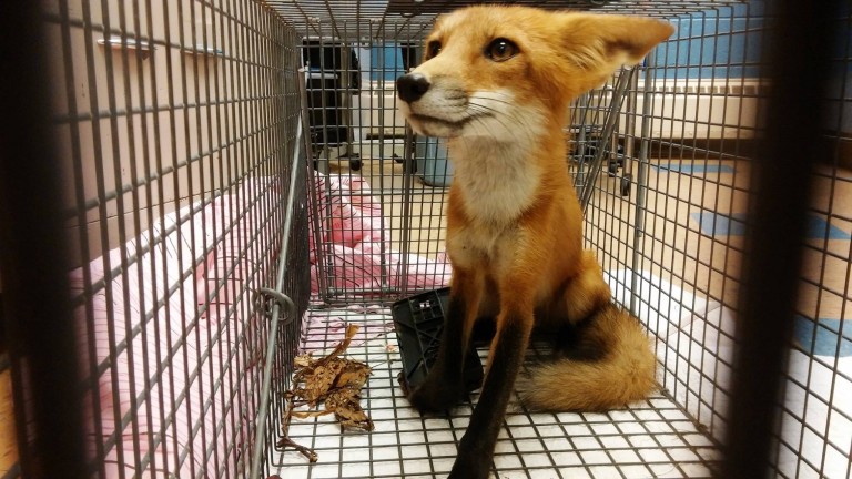 People See Young Fox’s Foot And Refuse To Let Him Suffer