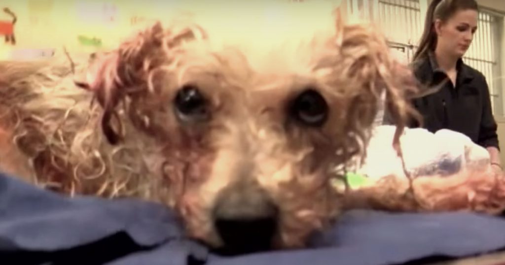 Dog Was Stabbed 19 Times, But Her Life Was About To Take A Drastic Turn