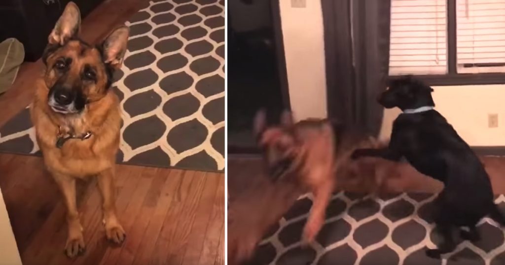 Dogs Are Told They’re Going To Starbucks, Proceed To Lose Their Minds