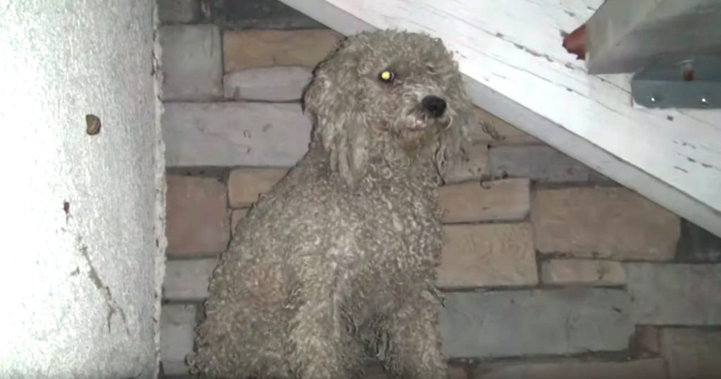 Stray Poodle Needed Help But Was Always Too Scared To Seek It