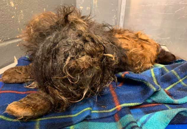 Dog Abandoned To Fend For Herself Was So Matted She Couldn’t Even See