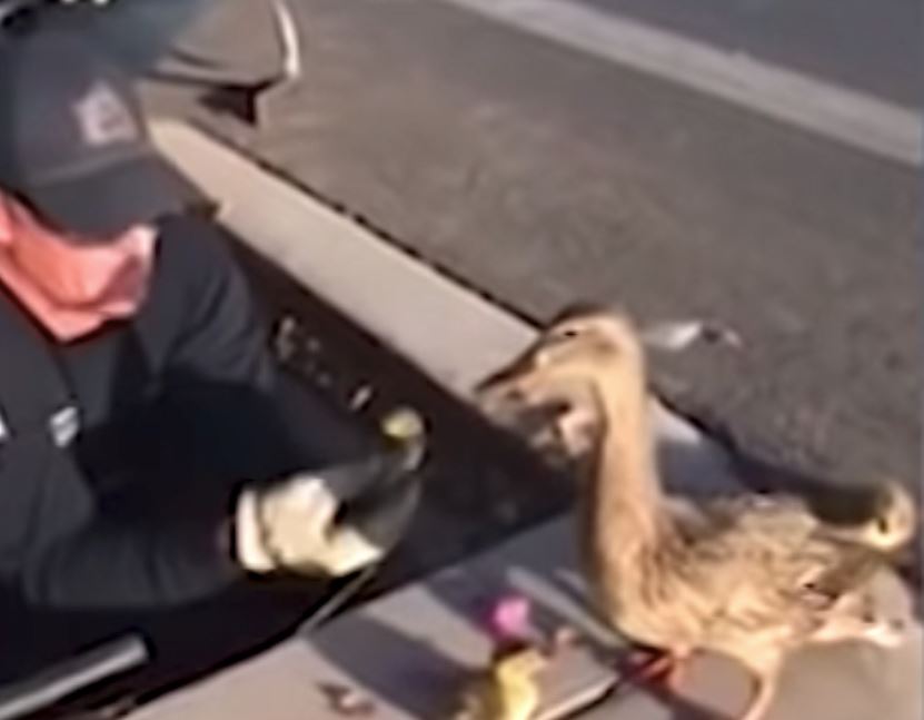 Mama Duck Watches Patiently And Carefully As Firefighters Rescue Her Babies