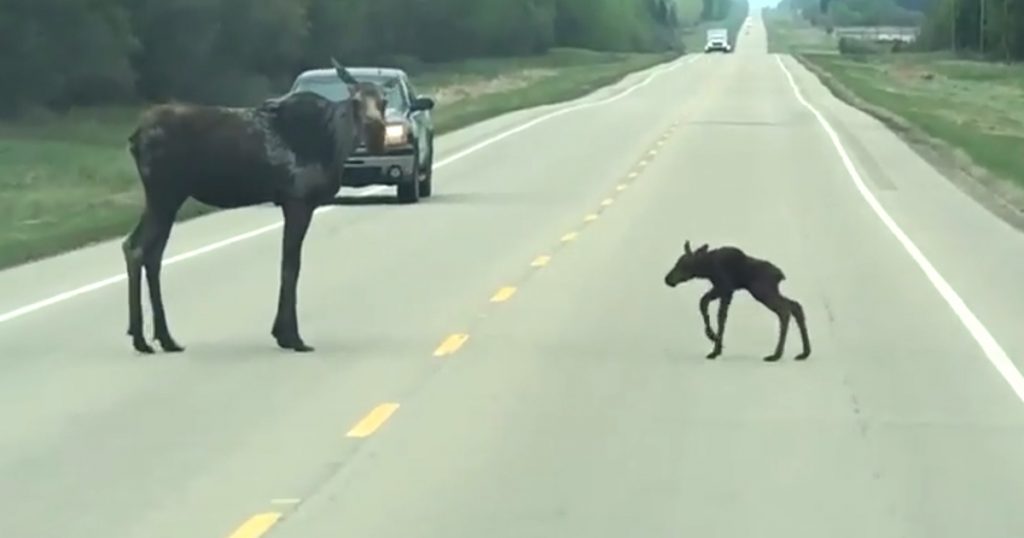 Mama Moose Takes Time To Help Her Little Wobbly One Cross The Road