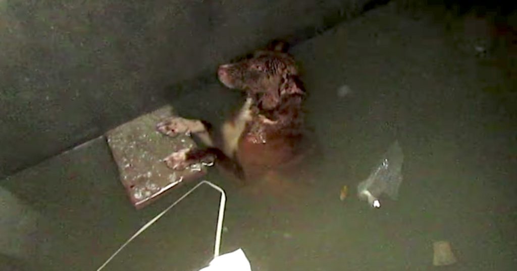 Dog Had Been Trapped In A Tank All Night, But They Refused To Let Him Die