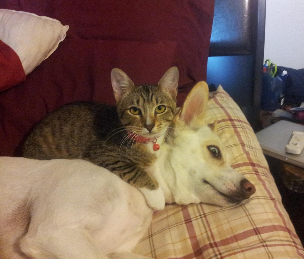 14 Cats Whose Favorite Beds Are Actually Dogs