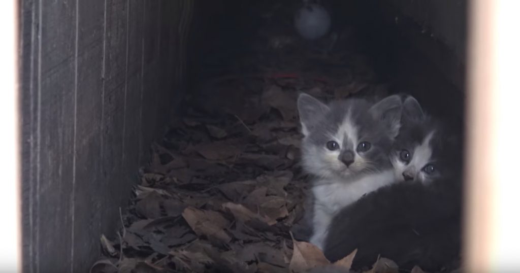 Litter Of Kittens Found At A School After Their Mother Stopped Coming Around