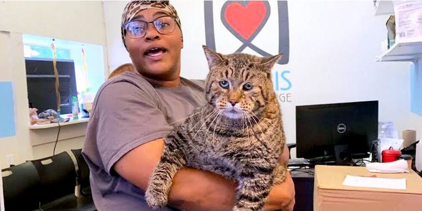 World’s ‘Chonkiest’ Cat Is Looking For Someone Willing To Love Him
