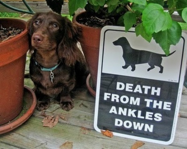 15 “Beware Of Dog” Signs Are Too Clever To Be Scary