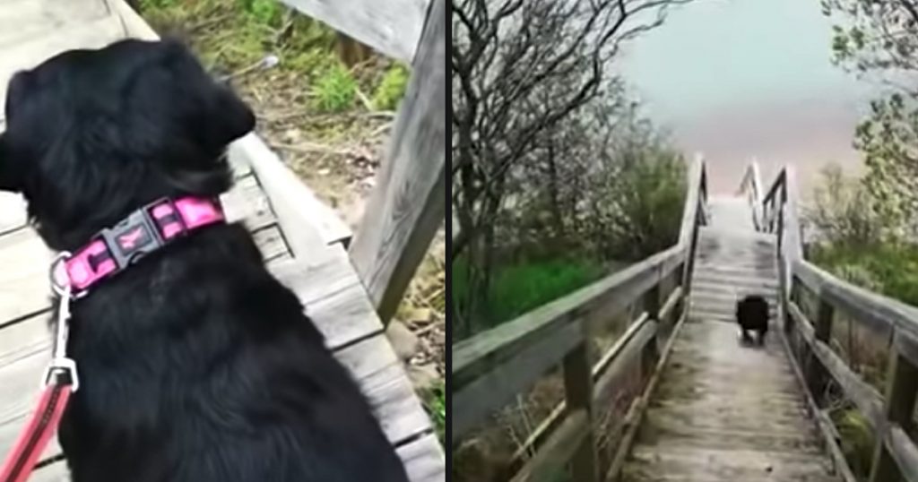 Black Labrador Gears Up For A Jump Off The Staircase And Splash Into The Ocean