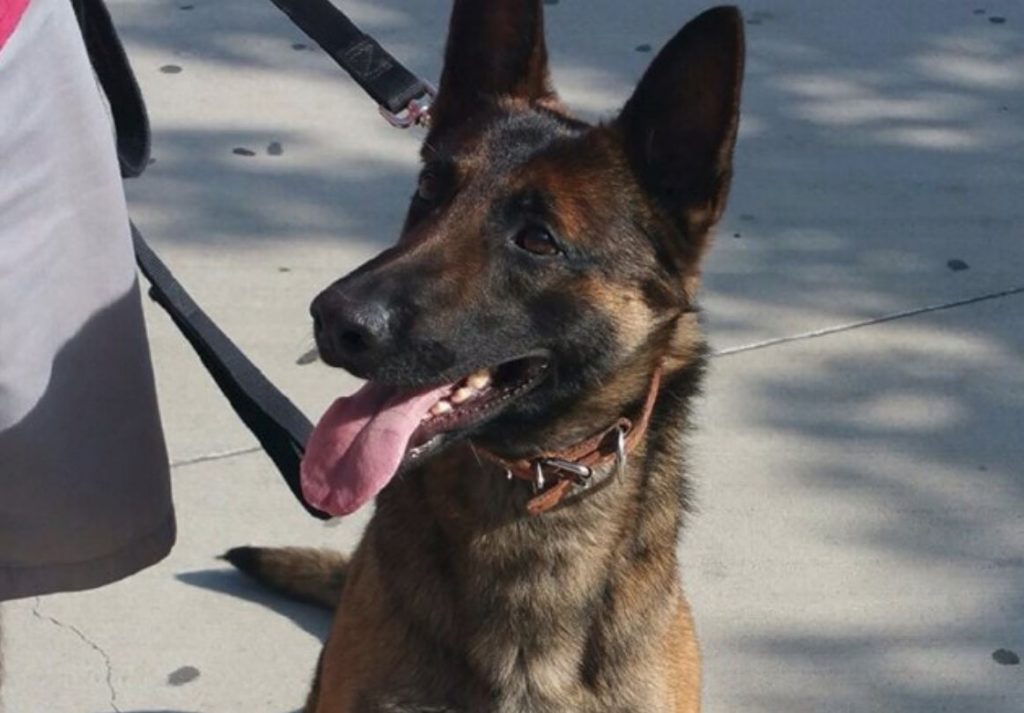 Ozzy The K-9 Passes Away After Being Left In Patrol Car While Off-Duty