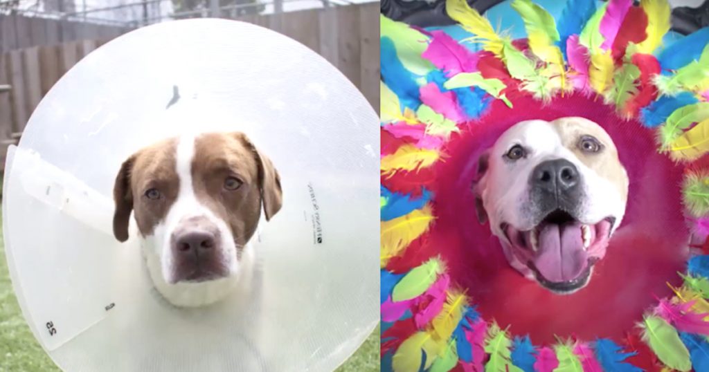 Artist Gets Idea To Decorate Cones To Help Shelter Dogs Get Adopted