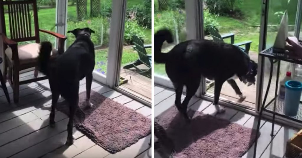 Dog Sees Bird Trapped On The Porch, Gently Catches And Releases It