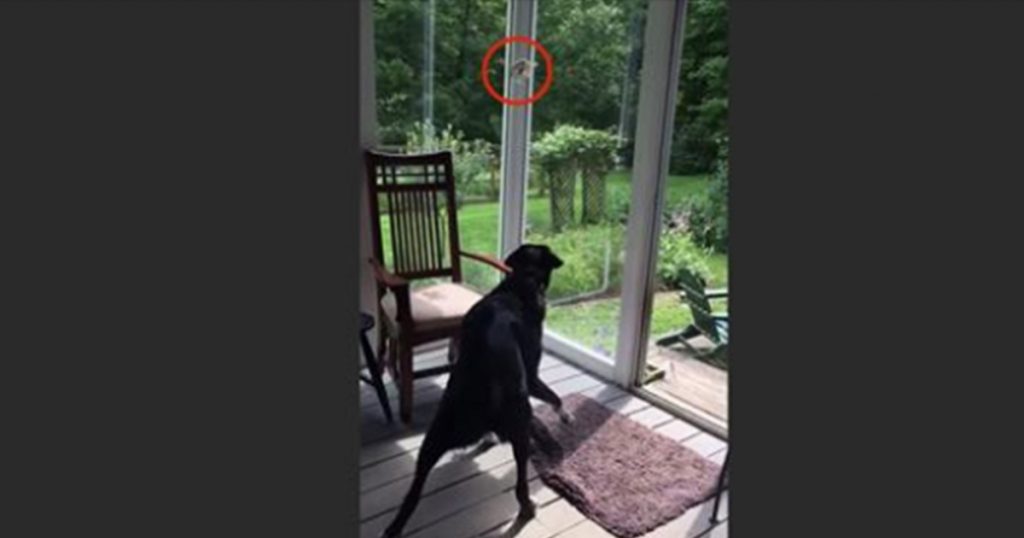 Dog Sees Bird Trapped On The Porch, Gently Catches And Releases It