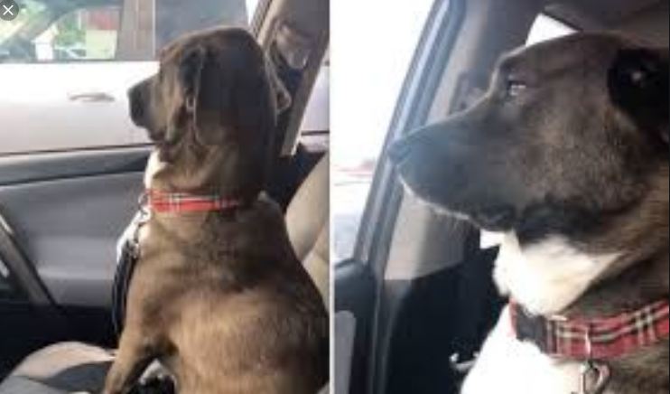 Dog Gives His Mom Cold Shoulder After She Picks Him Up from the Vet