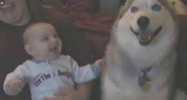 Sweet Siberian Husky Makes Baby Laugh