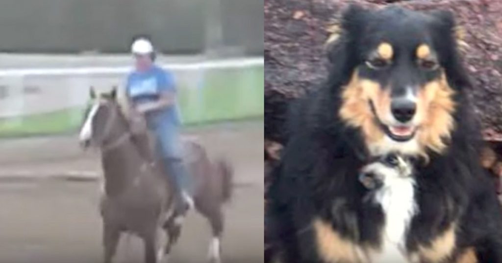 Woman Dragged Half A Mile After Falling Off Of Horse, And Her Dog Saves Her Life