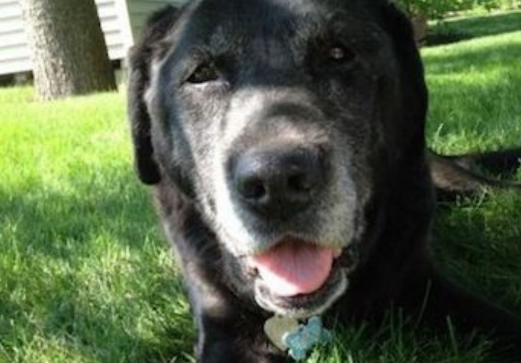Man Writes Moving Farewell Tribute to Beloved Family Dog