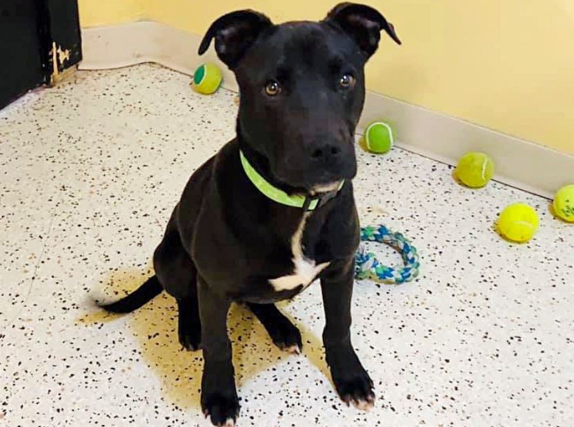 Dog Wakes Up After Euthanasia For A Second Chance At Life