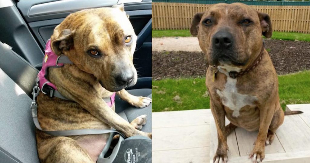 Shelter Dog Who’d Been Rejected 18,000 Times Lands Hollywood Movie Role