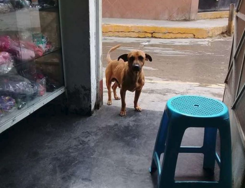 Homeless Dog Adopted By Cops Helps By Allowing Them To Practice Their Pat-Downs