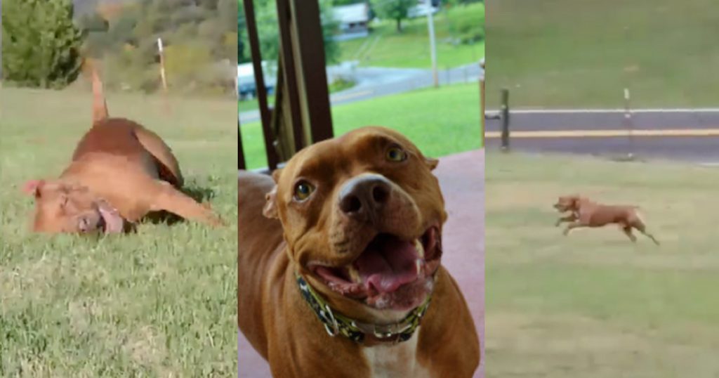 Pit Bull Arrives To Forever Home, Does Zoomies All Over His New Yard