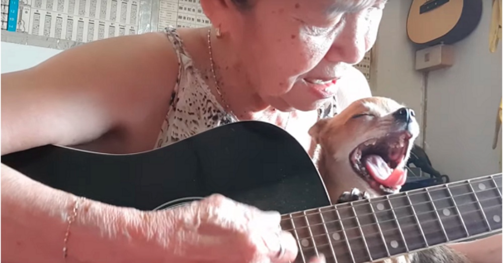 Sleepy Chihuahua Steals The Show During Owner’s Soothing Guitar Melody.