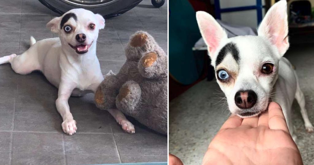 Lucky The Rescue Dog Has A Look That Sets Him Apart