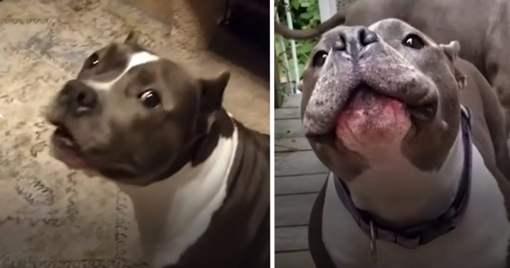 Chatty Dog Has Nonstop Conversations With Her Mom After Being Rescued