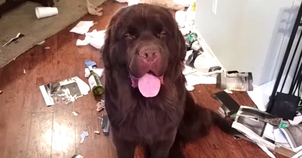 Newfoundland Oblivious To The Fact That He Just Ruined Mom’s Day With His Mess