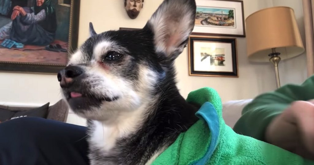 Olive The Chihuahua Prefers To Be Burped After Every Meal