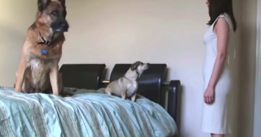 Pregnancy Time Lapse Video Also Shows Dogs Growing Alongside Mom’s Belly